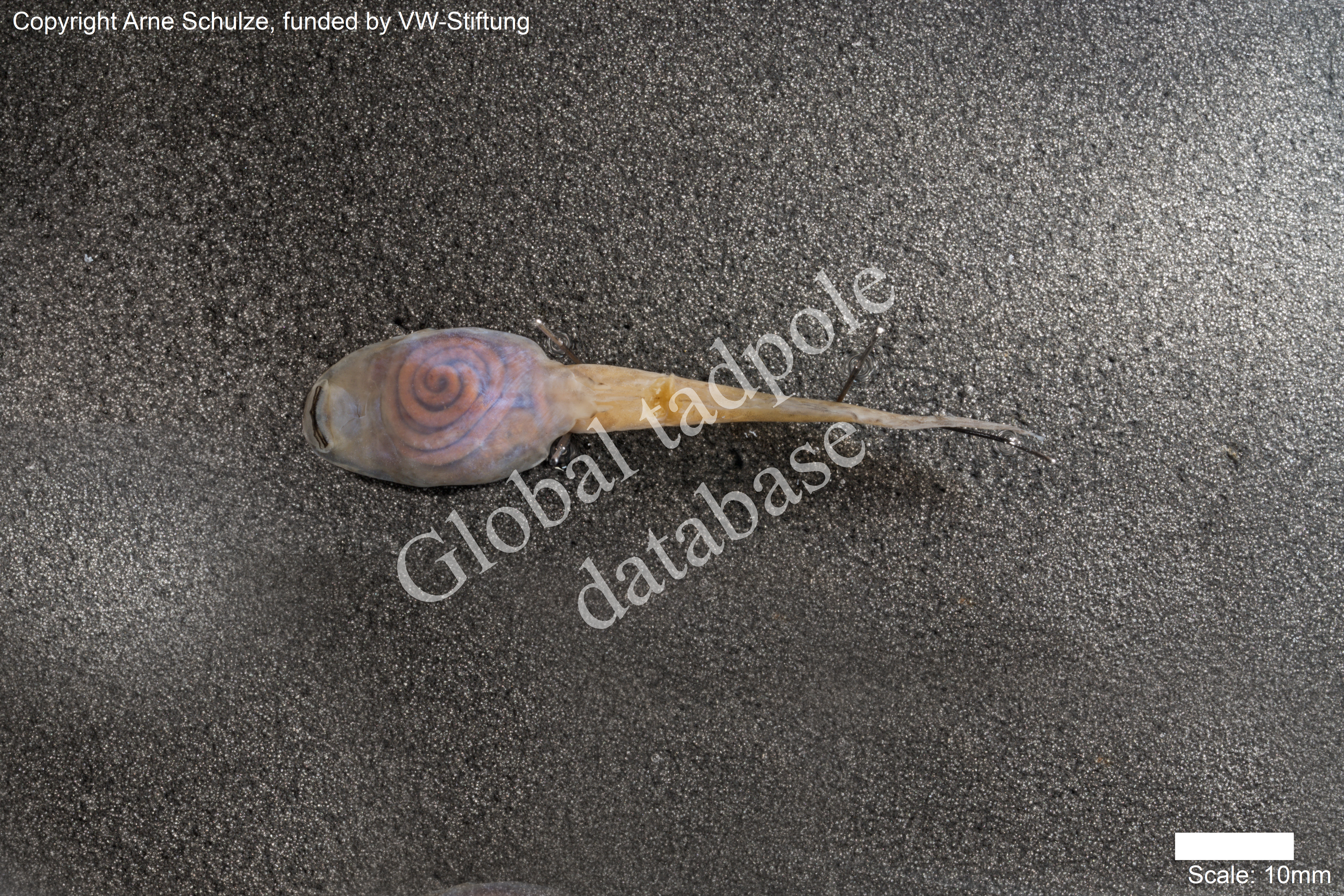 Sorry, no picture available